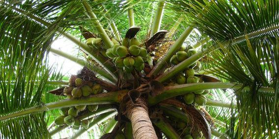 http://cdn.idntimes.com/content-images/post/20150826/Pohon_kelapa (1).jpg